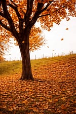 🍂 देखो पत्तों ने रंग बदला और गिर गए 💔 वरना पेड़ को दिक्कत नहीं थी 🔥